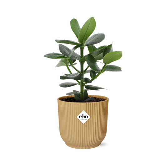 Clusia Princess in ELHO Vibes Fold 14cm geel