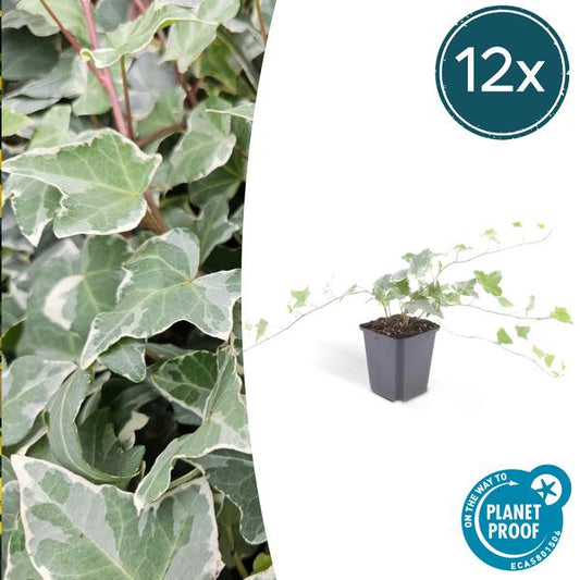 Hedera helix 'Glacier' - ↕10-25cm - Ø9cm - 12x
