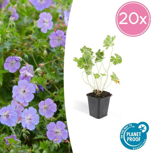 Geranium Rozanne - ↕10-25cm - Ø9cm - 20x