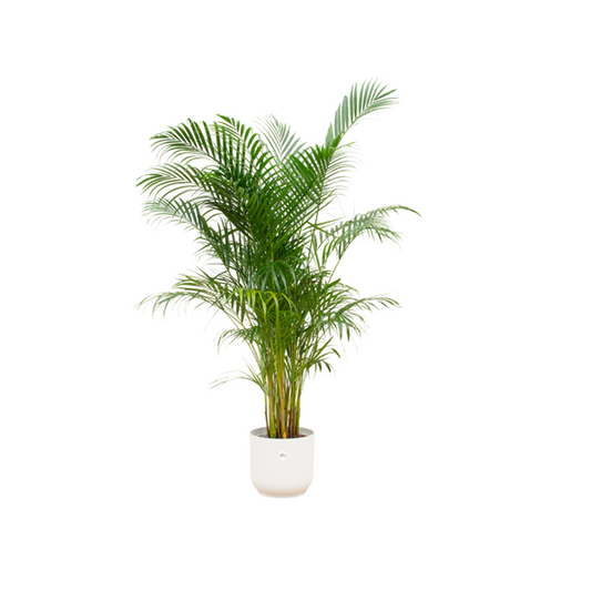Offre combinée - Palmier Areca avec elho Vibes Fold Round blanc Ø30 - 160 cm