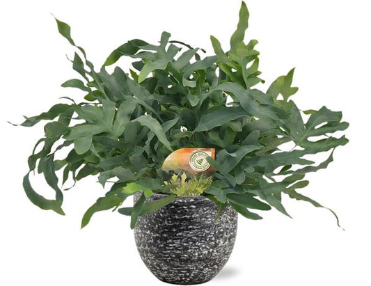 Phlebodium Blue Star - Ø17cm - ↕60cm + Tim Pot D18x16cm - Zwart Wit