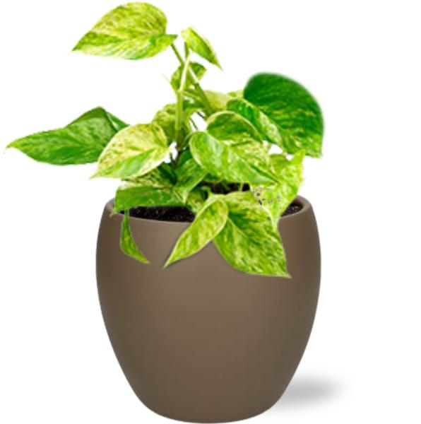 Epipremnum Marble Queen - Ø12cm - ↕15cm + Bowl Pot D13/14.5x13cm - Bruin