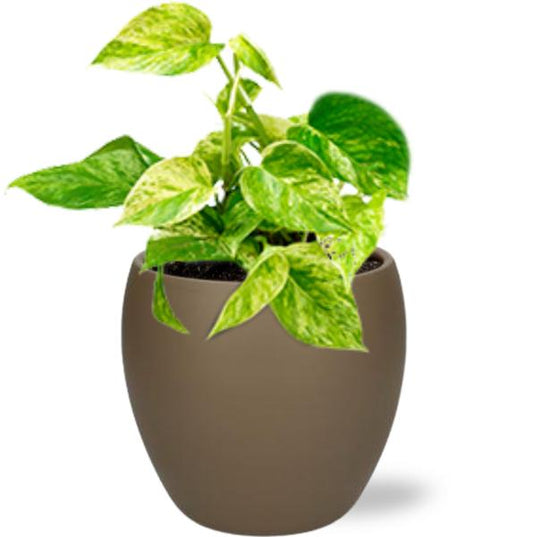 Epipremnum Marble Queen - Ø12cm - ↕15cm + Bowl Pot D13/14.5x13cm - Bruin