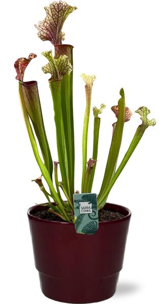 Sarracenia Judith Hindle - Ø12cm - ↕30cm + Pot Basic D14,5x12cm - Bordeaux