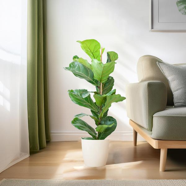 Ficus Lyrata avec pot Viber blanc - 80cm - Ø21
