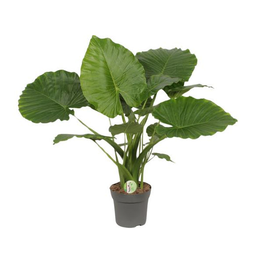 Alocasia Gageana Californie - Ø21cm - ↕80cm