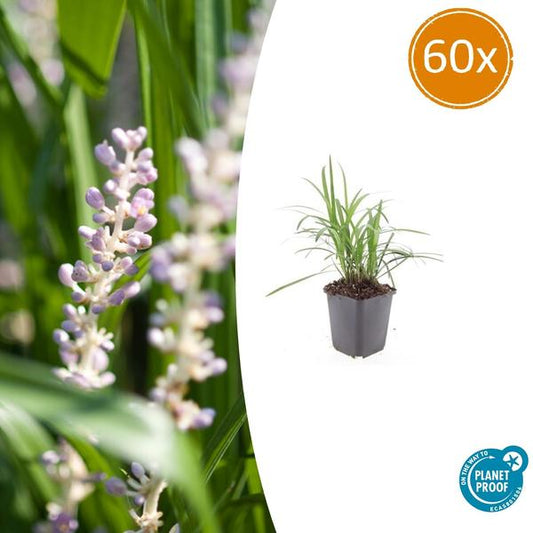 Liriope muscari 'Moneymaker' - ↕10-25cm - Ø9cm - 60x