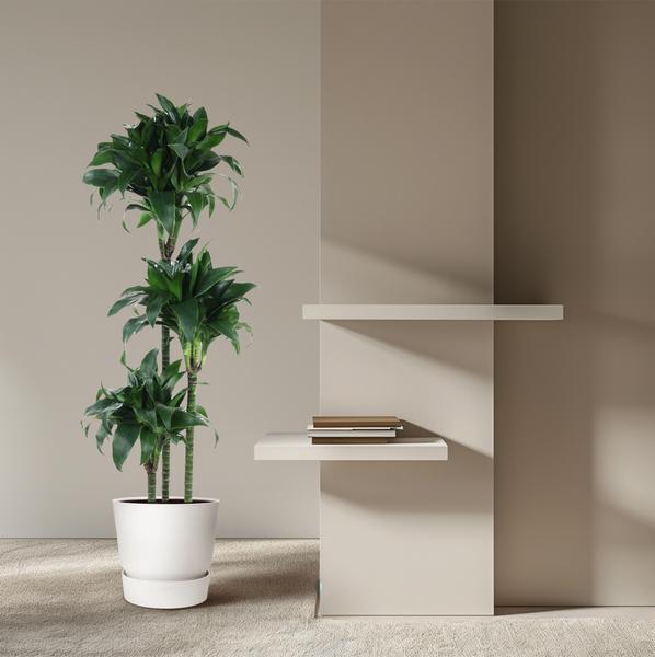 Tatuade Dracaena - 140 cm - ø24