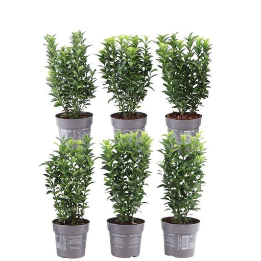 Plants by Frank - Haie verte Cardinal's Hat de 1 mètre - Euonymus japonicus 'Green Spire' - Ensemble de 6 plantes de haie rustiques - Haie à feuilles persistantes - Livrées fraîches de la pépinière
