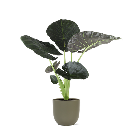 Alocasia Regal Shield Ø21cm - ↕100cm en pot Boule OLIVE