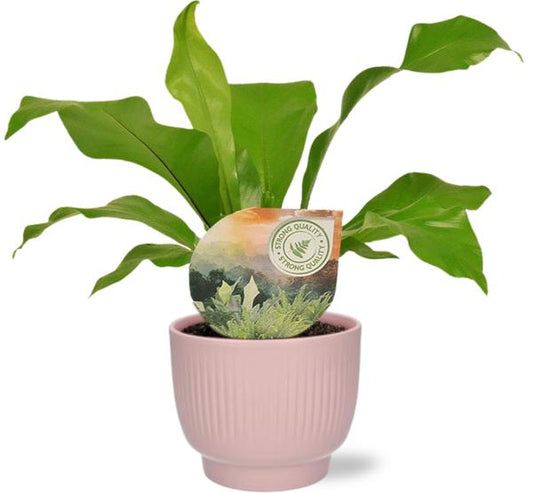 Asplenium Nidus - Ø12cm - ↕35cm + Potenza Rib Pot D13x11cm - Roze