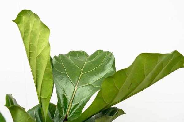 Ficus Lyrata ramifié XL - 200cm - ø32