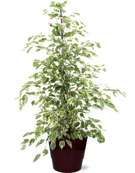 Ficus benjamina Twilight - Ø21cm - ↕95cm + Pot Basic D22x19cm - Bordeaux