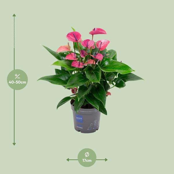 Anthurium KARMA Violet - Ø17cm - ↕50cm
