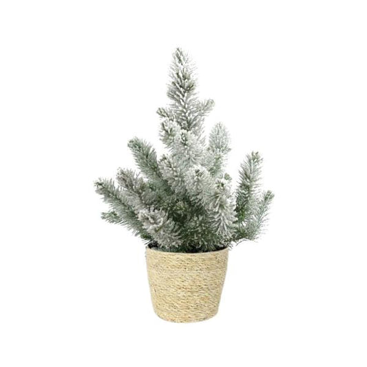 Pinus Pinea 'Silver Crest' + Snow - Ø17cm - ↕50cm + Ingmar Pot D18x16cm - Natural
