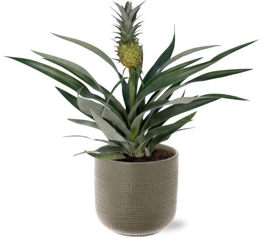 Bromelia Ananas Ø12cm -↕30cm + Aresso Pot D13x12,5cm - Grijs Groen