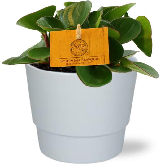 Peperomia Obtipan - Ø11cm - ↕15cm + Pot Basic D11,5x9cm - Wit