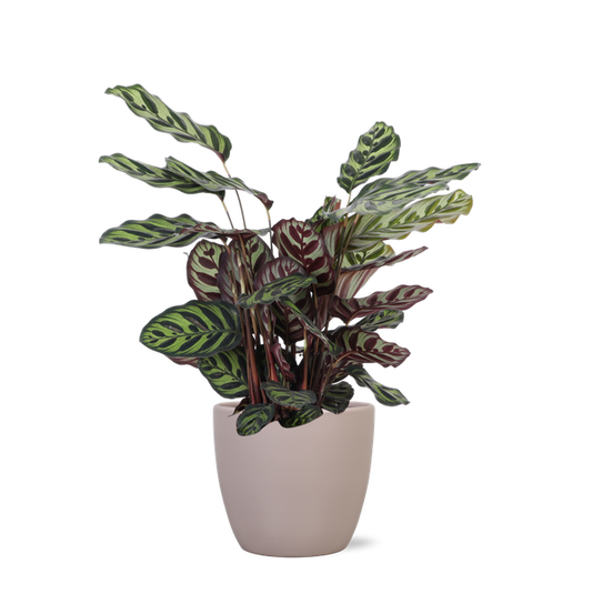 Calathea Makoyana Ø21cm - ↕70cm en pot Boule TAUPE