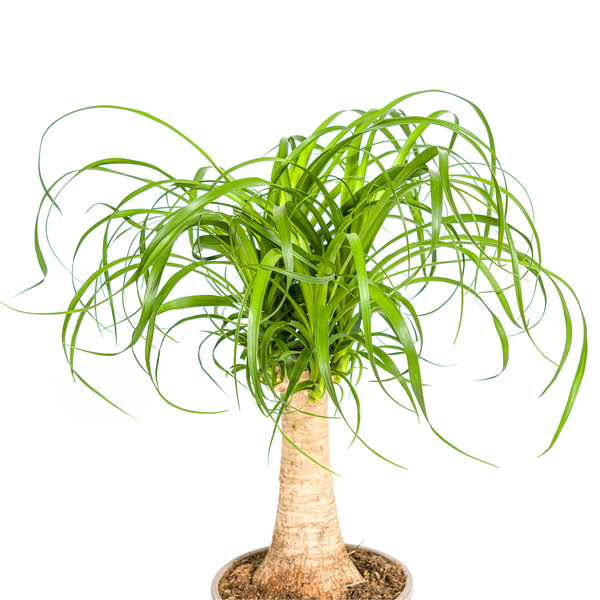 Beaucarnea Recurvata Stam Ø17cm - ↕50cm