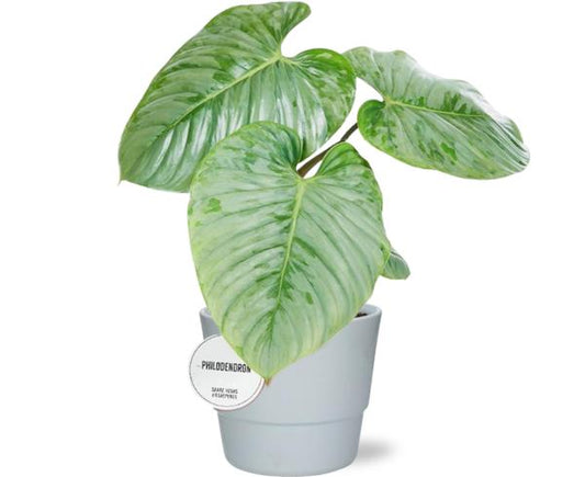 Philodendron Sodiroi - Ø15cm - ↕45cm + Pot Basic D16x13,5cm - Wit