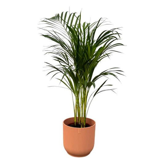 Palmier Areca - ↨85cm - Ø19cm incluant elho Vibes Fold Round rose D22xH20