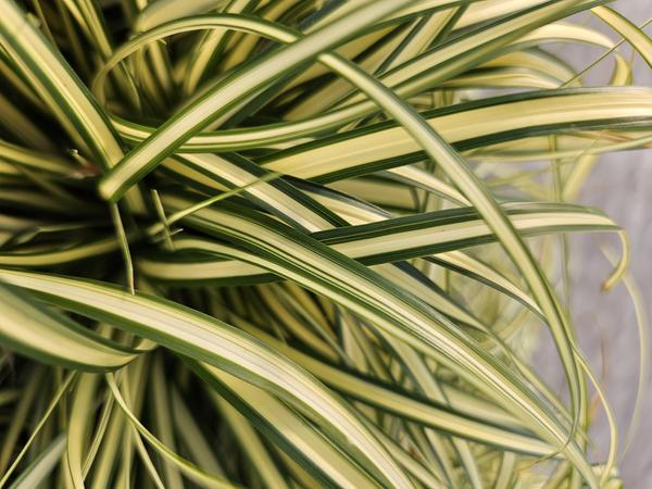 Carex oshim. 'Evergold'  - ↕10-25cm - Ø9cm - 60x