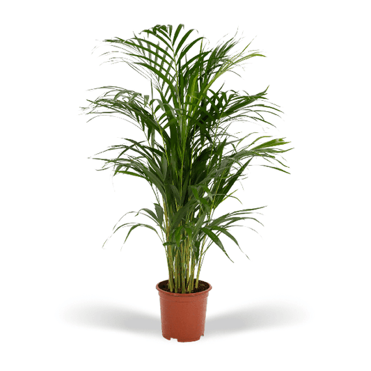 Palmier Areca - Ø19cm - ↕85cm