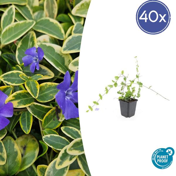 Vinca mineur 'Bleu et Or' - ↕10-25cm - Ø9cm - 40x