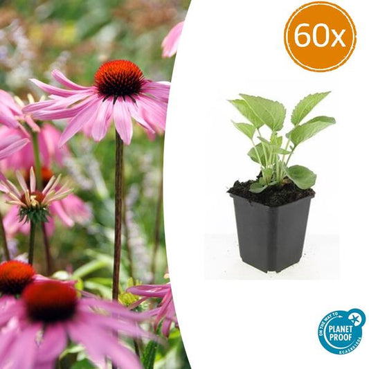 Echinacea p. 'Magnus' - ↕10-25cm - Ø9cm - 60x