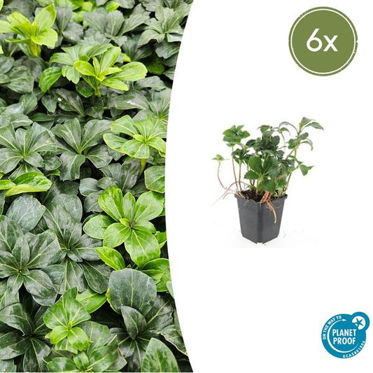 Terme Pachysandra. 'Éclat Vert' - ↕10-25cm - Ø9cm - 6x