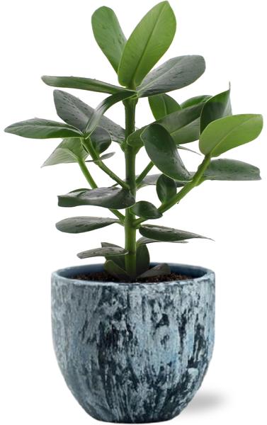 Clusia Rosea Princess - Ø12cm - ↕15cm +  Sem Pot D14x13cm - Blauw