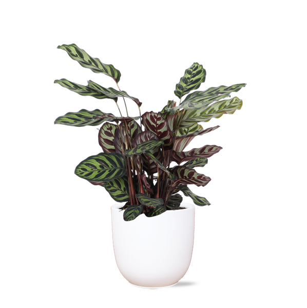 Calathea Makoyana Ø21cm - ↕70cm en pot Boule BLANC
