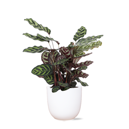 Calathea Makoyana Ø21cm - ↕70cm en pot Boule BLANC
