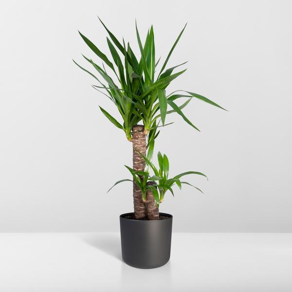 Yucca Éléphantipes - Ø17cm - ↕85cm