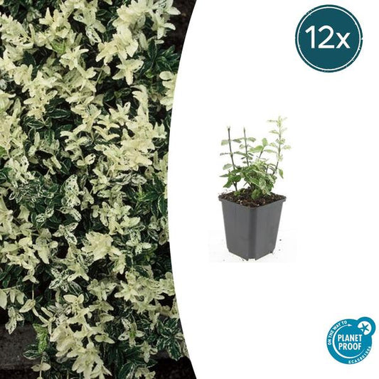 Forteresse d'Euonymus. 'Arlequin' - ↕10-25cm - Ø9cm - 12x