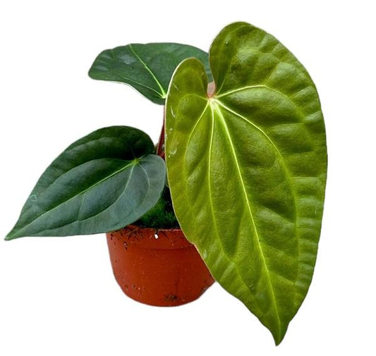 Anthurium Régale