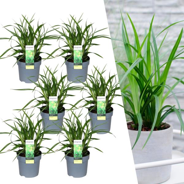 6 x Carex morrowi 'Vert Irlandais' - Ø 14 cm - ↨ 25 cm 