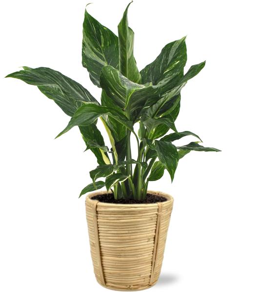 Diamond Variegata - Ø14cm - ↕55cm + Bibek Pot D15x15cm - Naturel