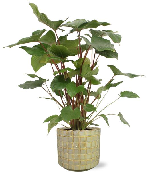 Homalomena Rubescens Maggy - Ø24cm - ↕90cm + Stian Pot D25x22cm - Groen