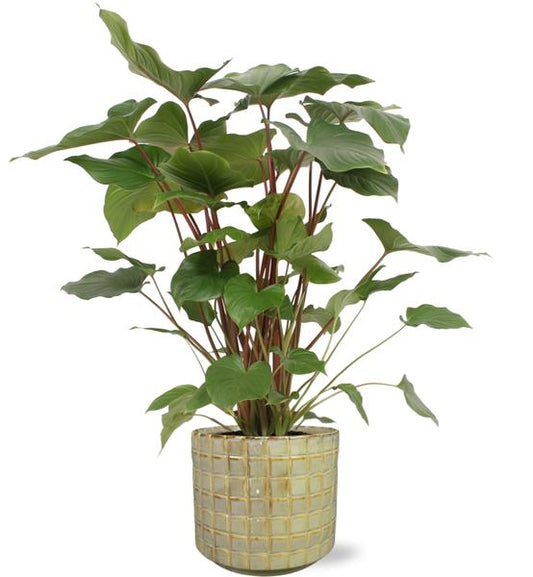 Homalomena Rubescens Maggy - Ø24cm - ↕90cm + Stian Pot D25x22cm - Groen