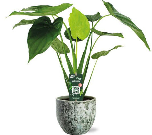 Alocasia Cucullata - Ø19cm - ↕55cm + Pot Sem D20x18cm - Vert
