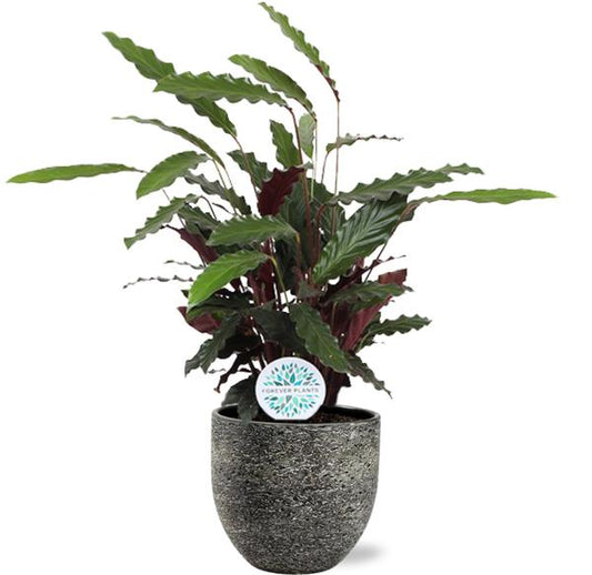Calathea Rufibarba - Ø21cm - ↕85cm + Tim Pot D24x22cm - Zwart Wit