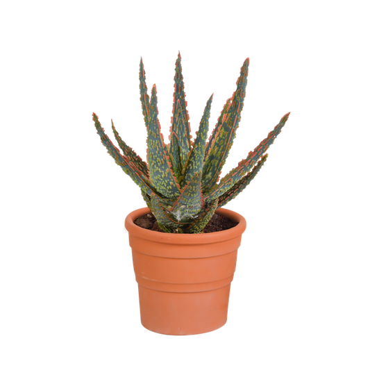 Aloe zebrina Dannyz 10,5cm - en pot terre cuite