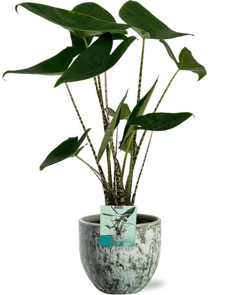 Alocasia Zebrina - Oreille d'Eléphant - Ø19cm - ↕75cm + Pot Sem D20x18cm - Vert