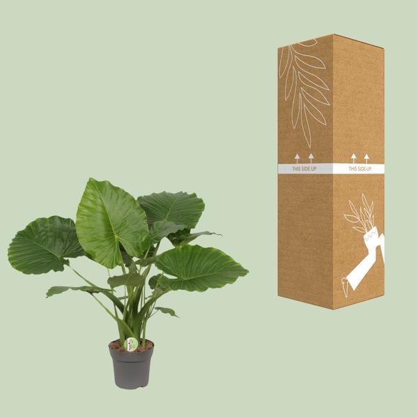 Alocasia Gageana Californie - Ø21cm - ↕80cm