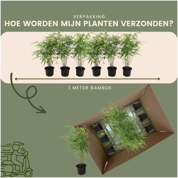 6 x Fargesia Rufa Ø12 cm - ↕25 cm 