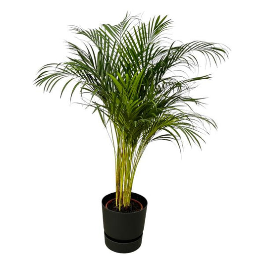 Palmier Areca - ↨130cm - Ø24cm dont elho Greenville Round noir D30xH28
