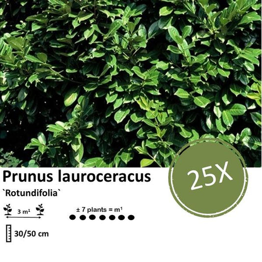 Prunus lauroceracus 'Rotundifolia' - ↕30-50cm - racine nue - 25x