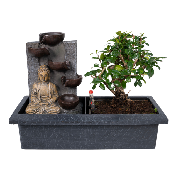 Bonsaï Cascade (budha) - Ø15cm - ↕30cm