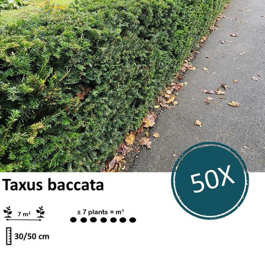Taxus baccata - ↕30-50cm - racine nue - 50x
